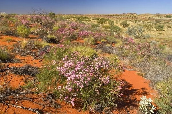 Featherflower - spring desert abloom with pink coloured featherflower bushes growing on red sand dunes - Western Australia, Australia