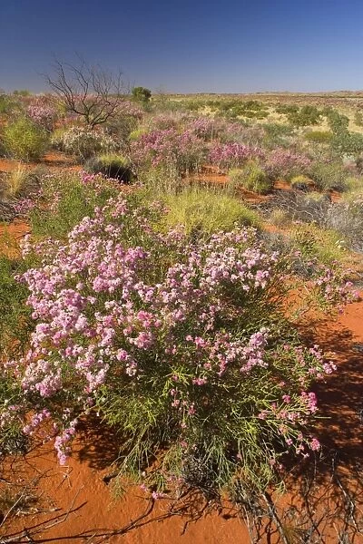 Featherflower - spring desert abloom with pink coloured featherflower bushes growing on red sand dunes - Western Australia, Australia