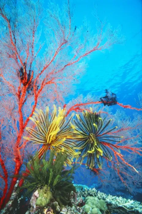Framed Print : FEATHERSTAR / Crinoids - on a sea fan Framed Print : FEATHERSTAR / Crinoids - on a sea fan