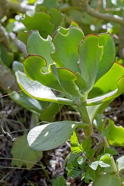 Feeding damage to leaves of Pig's Ears succulent caused by Lily Weevils (Hipporrhinus sp. ) Grahamstown, Eastern Cape, South Africa