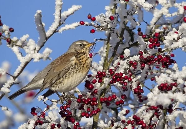 Feildfare - in a berry tree after a hoar frost - December - Cannock Chase - Staffordshire - England