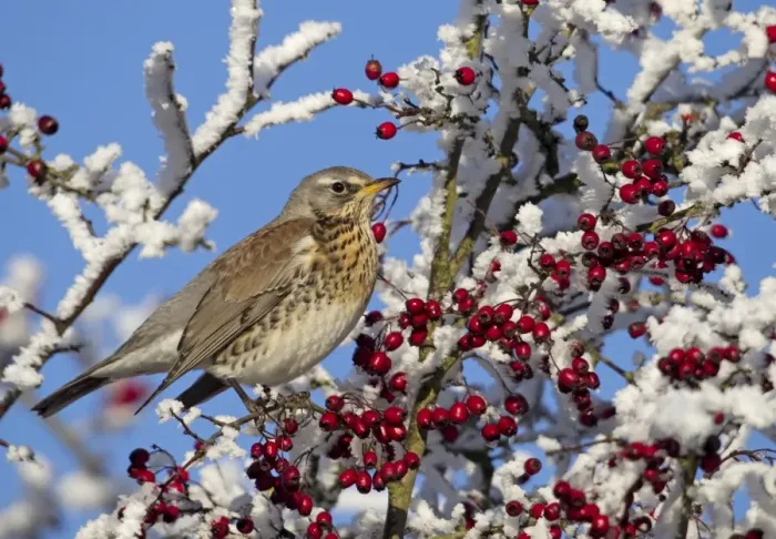Framed Print : Feildfare - in a berry tree after a hoar frost - December - Cannock Chase - Staffordshire - England
