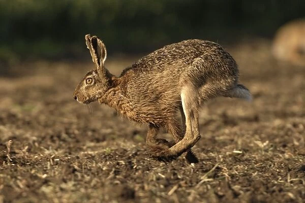 Feldhase. SM-2026. European Hare - running