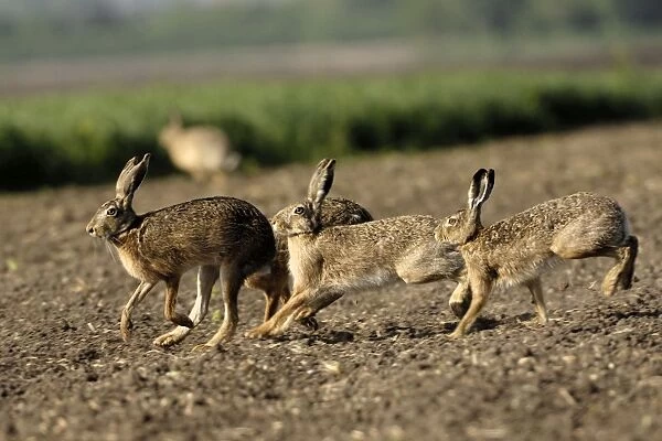 Feldhase. SM-2028. European Hares - mating season