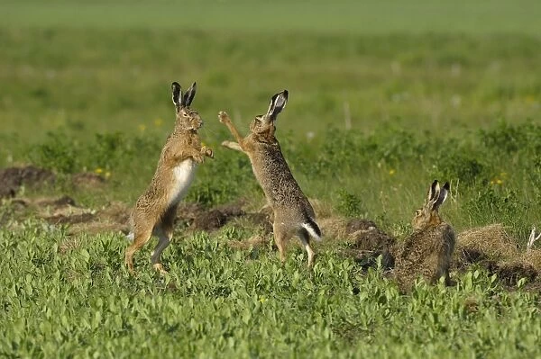 Feldhase. SM-2031. European Hare - mating season - males fighting