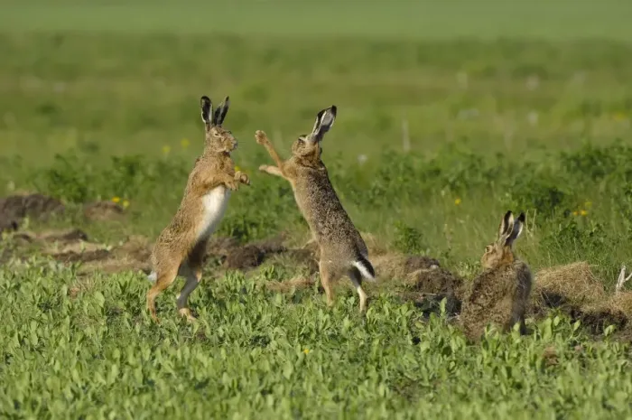 Framed Print : Feldhase. SM-2031. European Hare - mating season - males fighting Framed Print : Feldhase. SM-2031. European Hare - mating season - males fighting