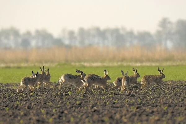 Feldhase. SM-2032. European Hare - mating season