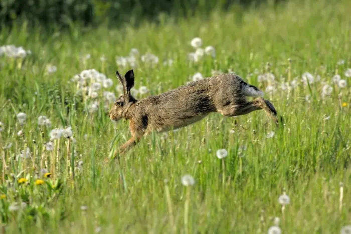 Framed Print : Feldhase. SM-2034. European Hare - running