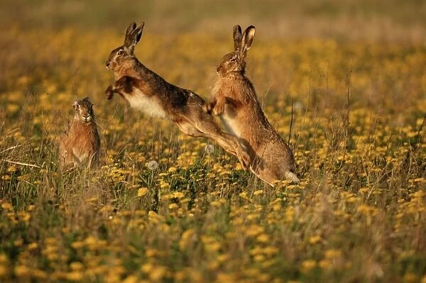 Feldhase. SM-2035. European Hare - mating season