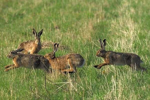 Feldhase. SM-2036. European Hare - mating season
