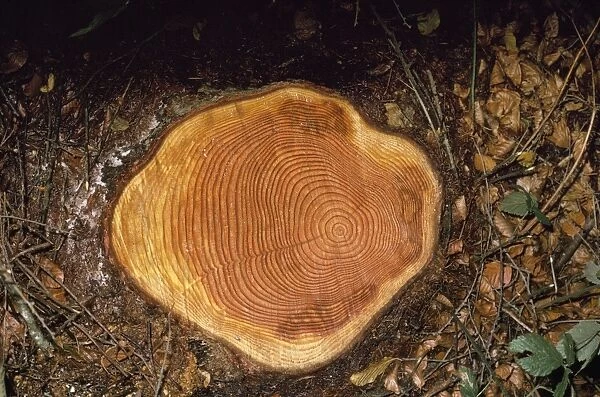 Felled Larch - showing growth rings on stump