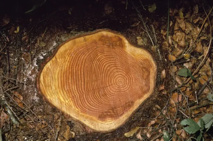 Framed Print : Felled Larch - showing growth rings on stump Framed Print : Felled Larch - showing growth rings on stump