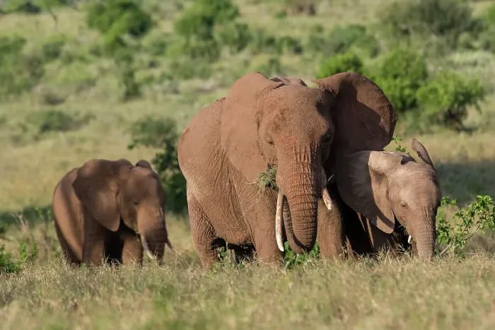 Framed Print : A female African elephant (Loxodonta africana) and calves, Lualenyi, Tsavo, Kenya. Date: 03-12-2018 Framed Print : A female African elephant (Loxodonta africana) and calves, Lualenyi, Tsavo, Kenya. Date: 03-12-2018