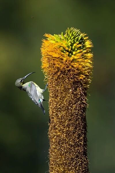 Female Amethyst (African Black) Sunbird visiting flower of Bruinaalwyn aloe (Aloe vryheidensis). Inhabits forest edge, woodland and savanna; also suburban gardens. Mountain Zebra National Park, Eastern Cape, South Africa