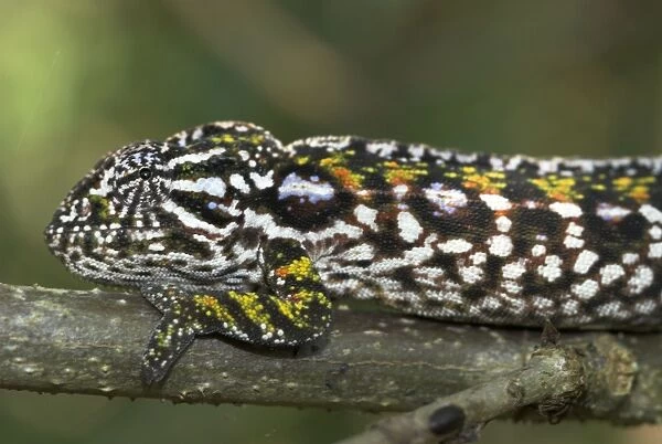 Female Carpet  /  Jewel Chameleon, close up of head. Note - Sexual dimorphism. Madagascar