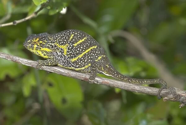 Female Chameleon on branch. Madagascar