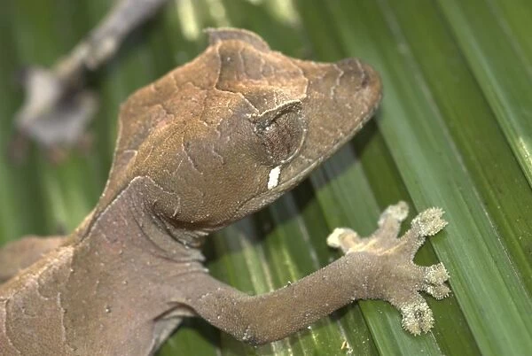Female Gecko, close up of head. Madagascar