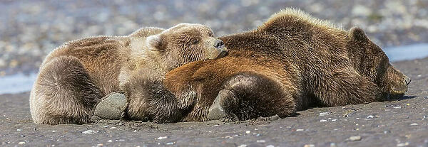 Female grizzly bear with second year cub sleeping on her back, Lake Clark National Park and Preserve, Alaska Date: 26-08-2021
