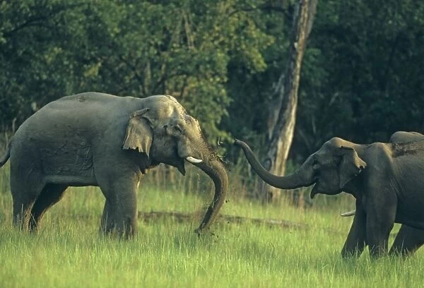 Female Indian  /  Asian Elephant pacifying the bull elephant, Corbett National Park, India