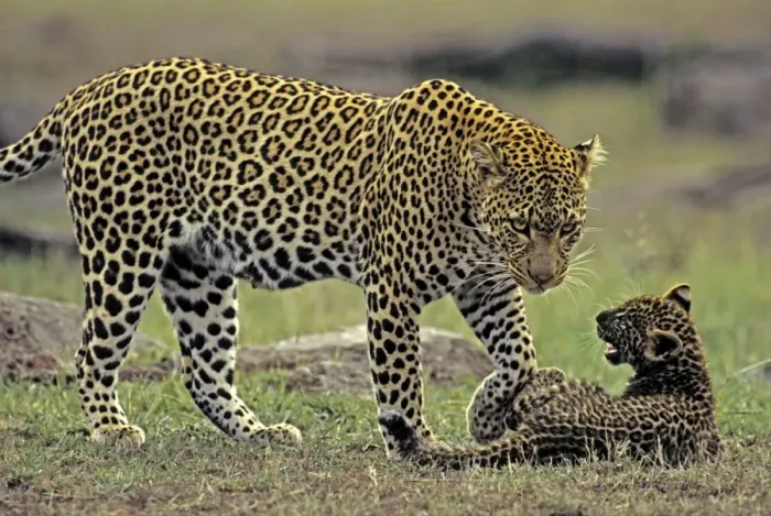 Framed Print : Female Leopard and 2 month old cub, Masai Mara Reserve, Kenya, Africa