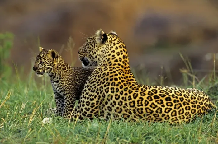 Framed Print : Female Leopard and 2 month old cub, Masai Mara Reserve, Kenya, Africa Framed Print : Female Leopard and 2 month old cub, Masai Mara Reserve, Kenya, Africa