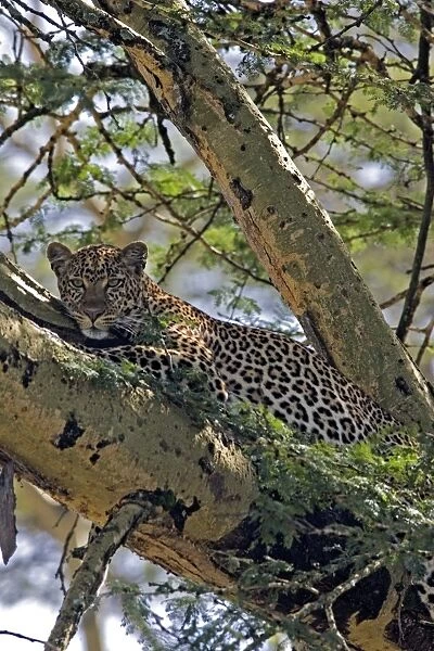 Female Leopard in Acacia Tree, Lake Nakuru NP, Kenya, Africa