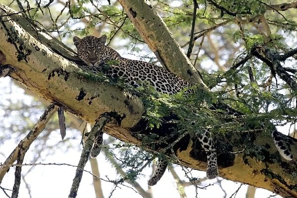 Female Leopard in Acacia tree, Lake Nakuru NP, Kenya