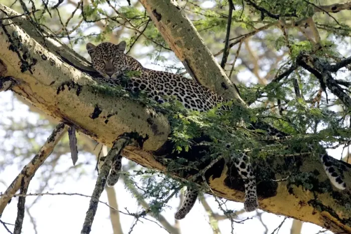 Framed Print : Female Leopard in Acacia tree, Lake Nakuru NP, Kenya Framed Print : Female Leopard in Acacia tree, Lake Nakuru NP, Kenya