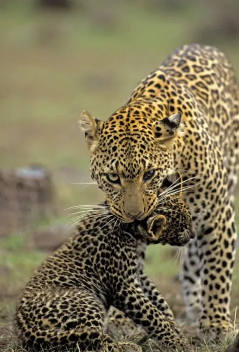 Framed Print : Female Leopard carrying 2 month old cub, Masai Mara, Kenya, Africa Framed Print : Female Leopard carrying 2 month old cub, Masai Mara, Kenya, Africa