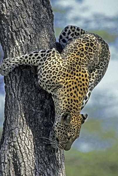 Female Leopard climbing down fig tree, Masai Mara, Kenya, Africa