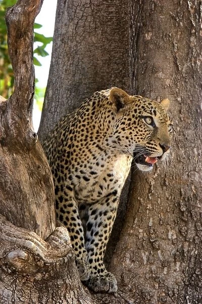 Female Leopard in crotch of Sausage tree, Samburu Reserve, Kenya, Africa