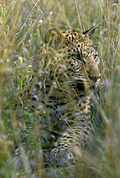 Female Leopard in grass, Namibia, Africa