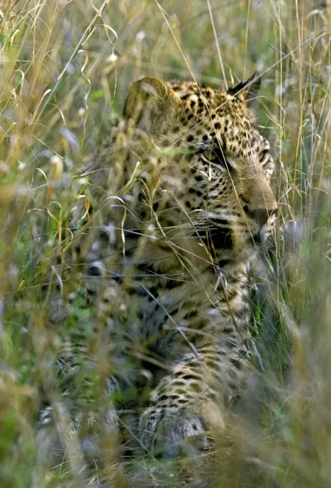 Framed Print : Female Leopard in grass, Namibia, Africa