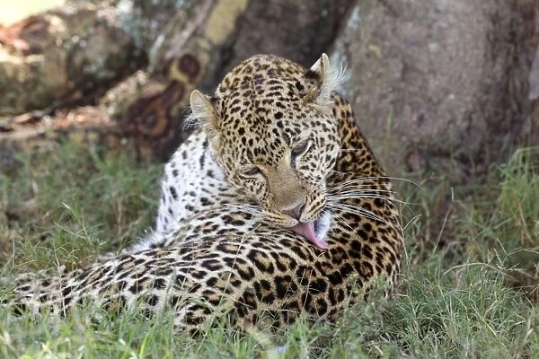 Female Leopard grooming, Lake Nakuru NP, Kenya, Africa
