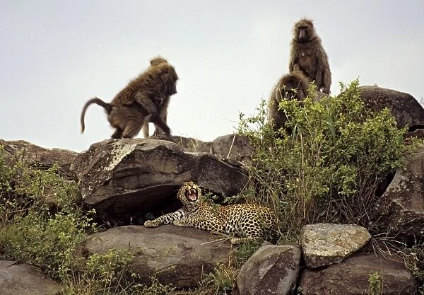 Female leopard being harrassed by Olive Baboons (Papio anubis), Masai Mara Reserve, Kenya, Africa