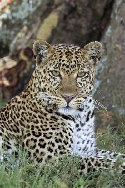 Female Leopard, Lake Nakuru NP, Kenya, Africa