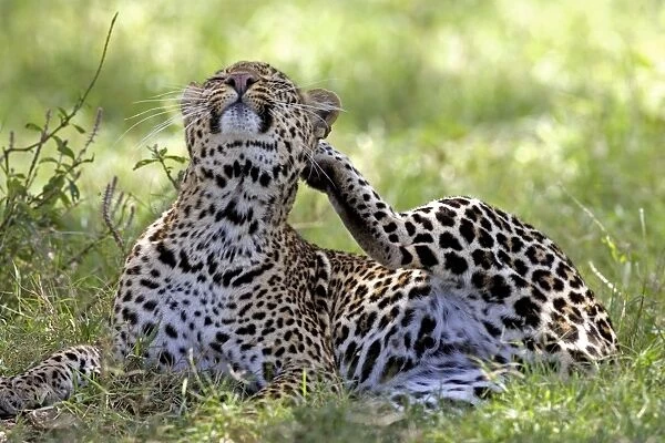 Female Leopard - Lying in grass scratching an itch, Lake Nakuru NP, Kenya, Africa