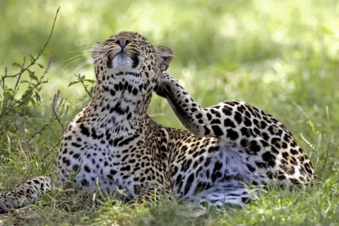Framed Print : Female Leopard - Lying in grass scratching an itch, Lake Nakuru NP, Kenya, Africa Framed Print : Female Leopard - Lying in grass scratching an itch, Lake Nakuru NP, Kenya, Africa