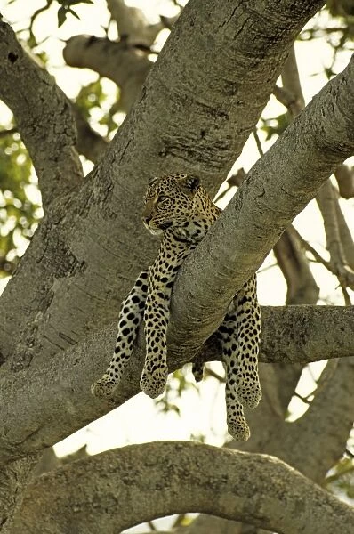 Female Leopard - Lying in tree, Masai Mara Reserve, Kenya, Africa
