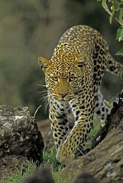 Female Leopard, Masai Mara Reserve, Kenya, Africa