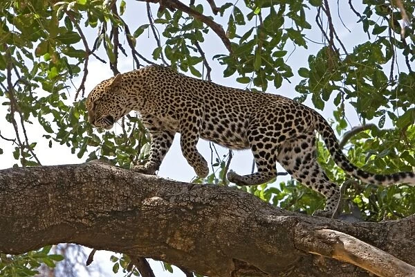Female Leopard walking on tree branch, Samburu Reserve, Kenya, Africa