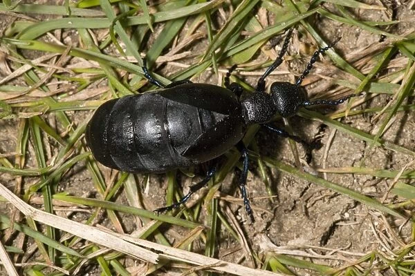 A female oil beetle - Larvae live in solitary bee's nests. Dorset coast. UK