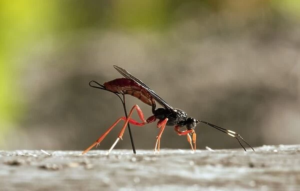 Female parasitic Commander Wasp - Ichneumon - seeking out prey and laying eggs. North California