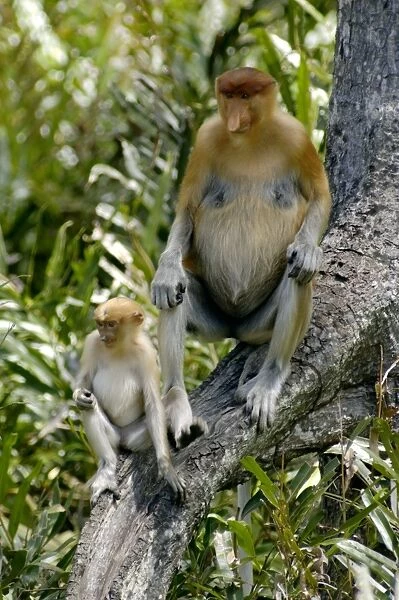 Female Proboscis monkey with an infant came with its pack from rainforest to feed at Labuk Bay Proboscis Monkey Sanctuary and wait for food; typical in Labuk Bay, Sabah, Borneo, Malaysia; June Ma39. 3042