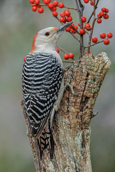 Female Red-bellied woodpecker and red berries, Kentucky Date: 03-07-2018