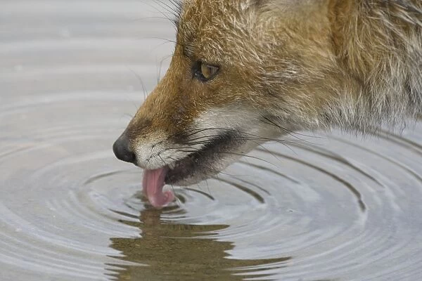 Female Red Fox drinking Monfrague Spain April