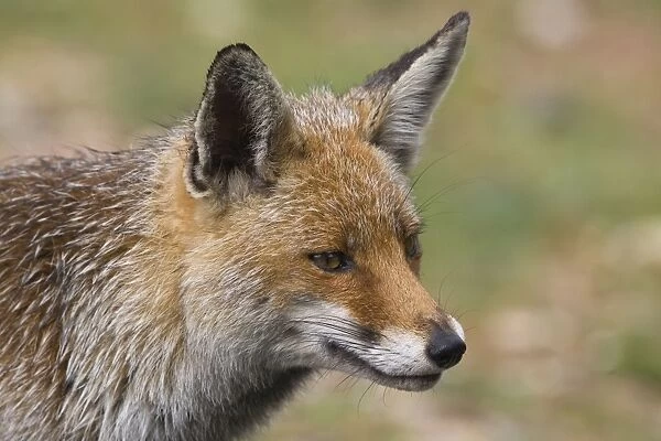 Female Red Fox Monfrague Spain April
