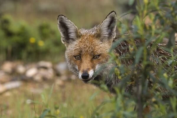 Female Red Fox still wet after rainstorm Monfrague Spain April