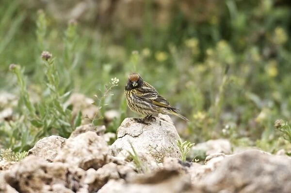 Female Red-fronted Serin Southern Turkey May