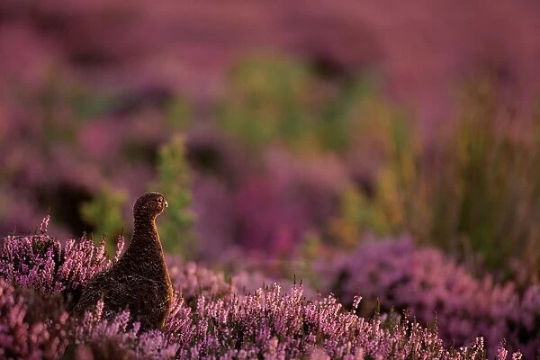 Female Red Grouse Bird looking over it's habitat showing heather in full flower. Bransdale, North Yorks, UK
